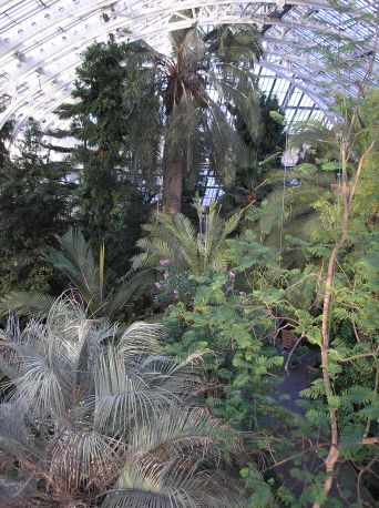 Palm trees in Kew tropical gardens