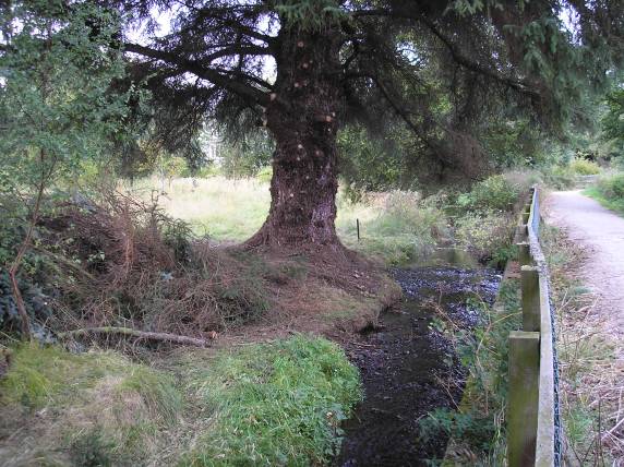 Photo of a spruce tree with lower branches trimmed off.